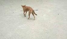 娱乐圈爆料流浪狗被抓,流浪狗被抓引发关注，背后真相令人唏嘘